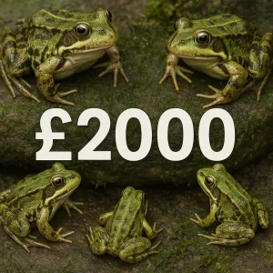 £2000 Cash - You Found All 5 Frogs!